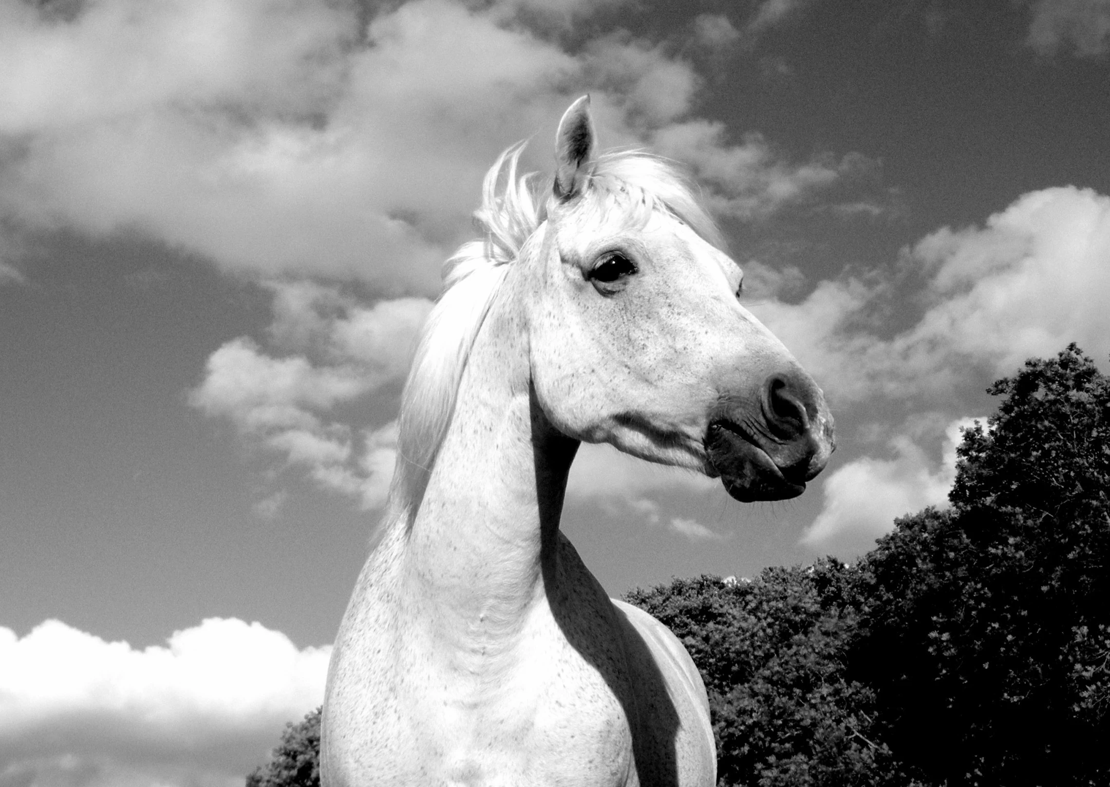 black and white po of a horse in a field