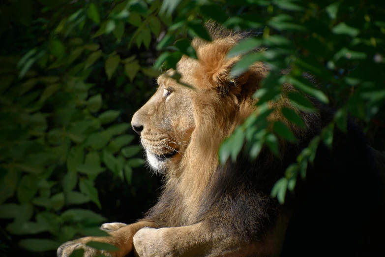 a big lion sitting up against a tree