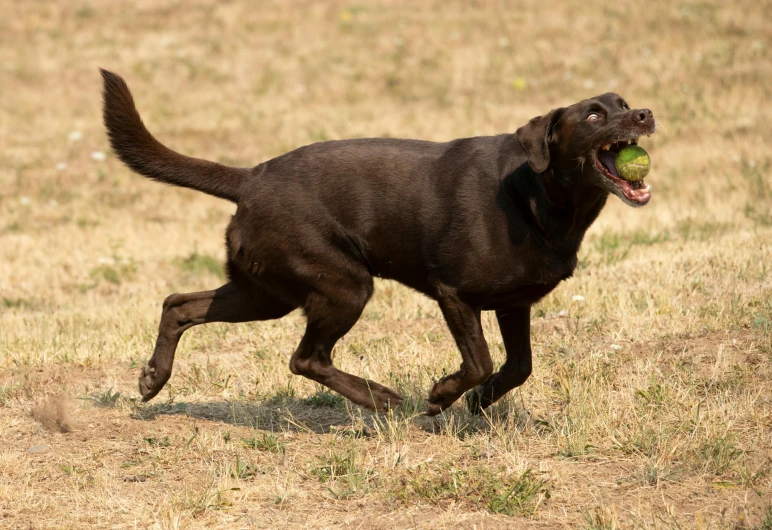 a dog with a ball running in the middle of the field