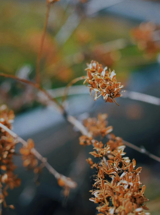 some very pretty little flowers in a bunch