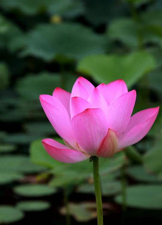 a single pink lotus flower blooming amongst leaves