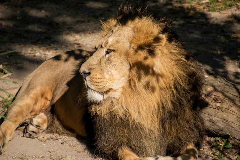 lion lying down next to a tree on a dirt ground