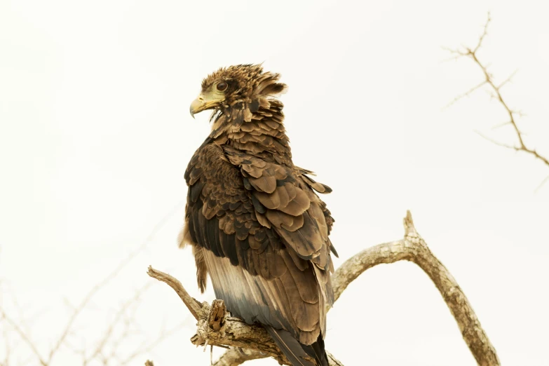 a vulture is perched on top of a nch