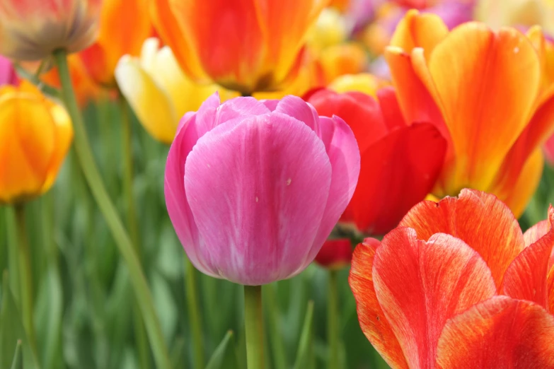 a field full of different colored flowers