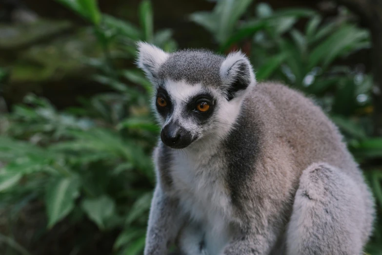 a monkey sits on a log surrounded by bushes and bushes