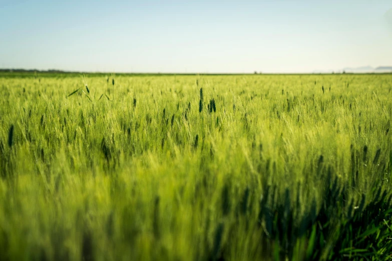 a view of a big field with some grass in it