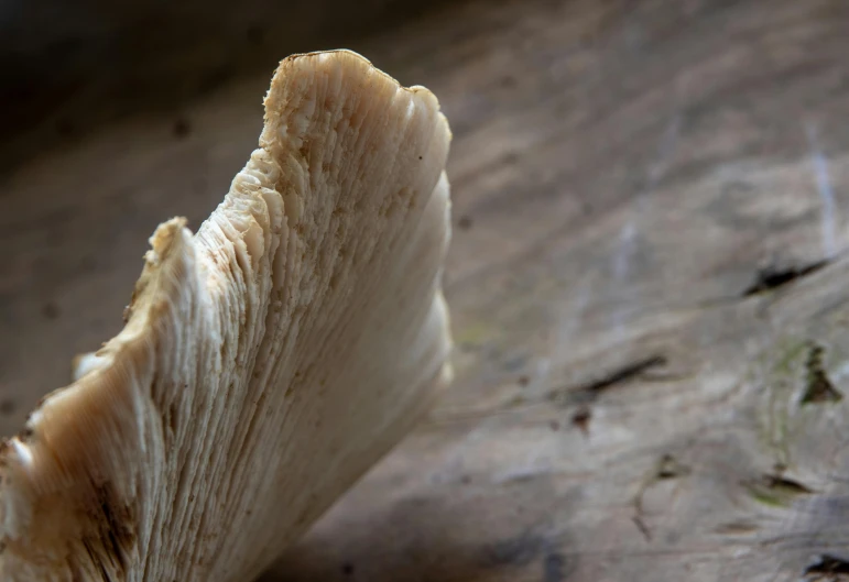 an unusual looking structure of a mushroom on a piece of wood