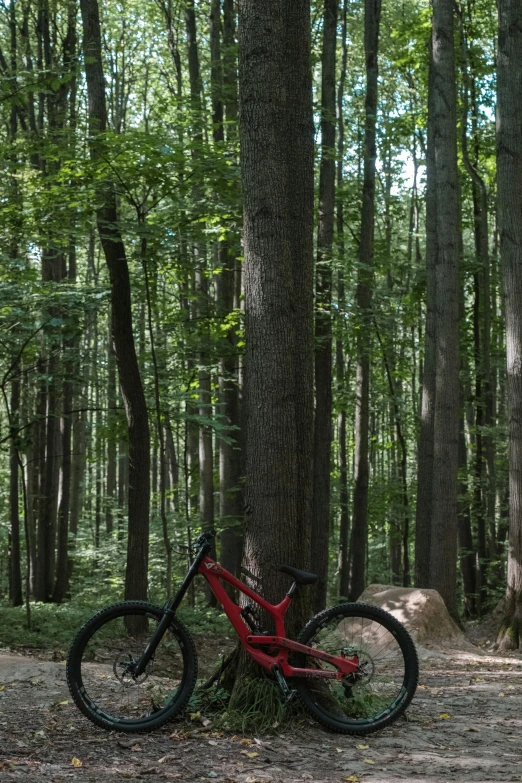 an old bike  up in a forest