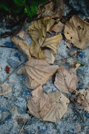 a group of leaves laying on a ground