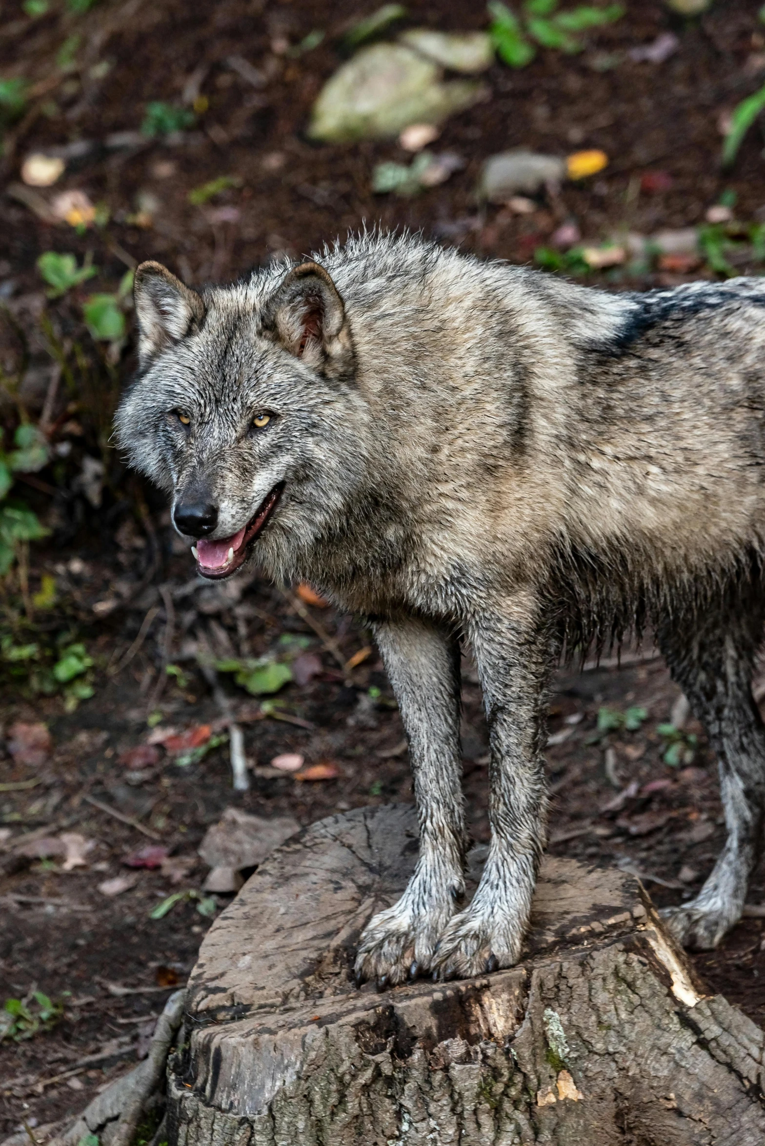 a grey wolf standing on top of a tree trunk