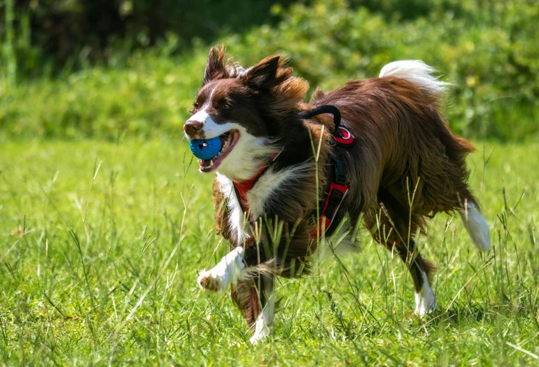 a dog running through the field with a frisbee in it's mouth