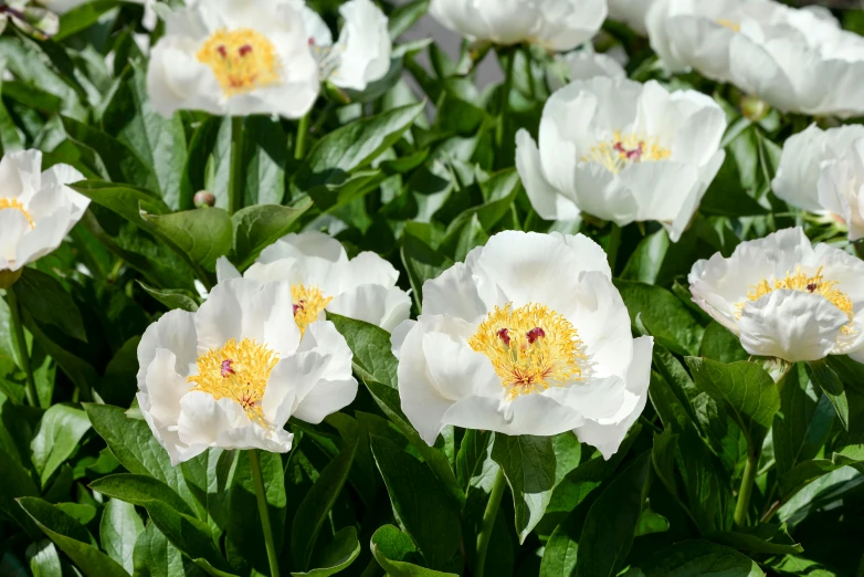 some white flowers in some green plants