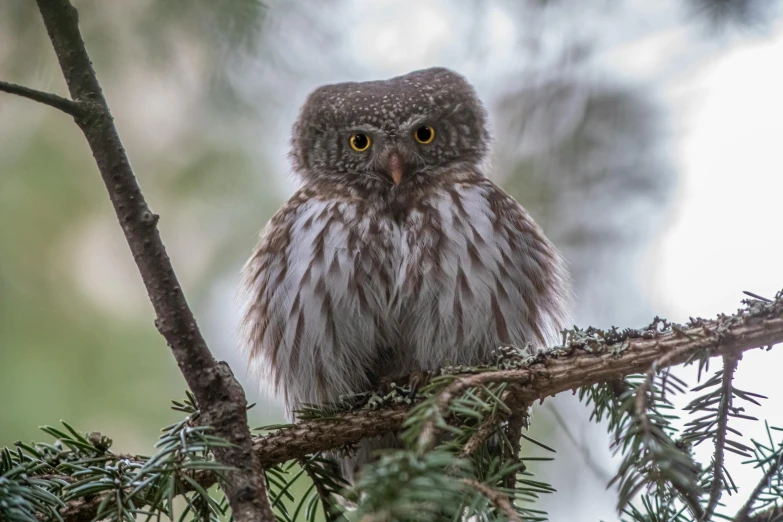 a very cute little owl perched on top of a tree nch