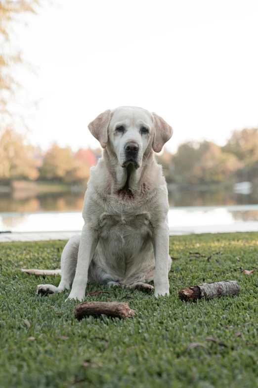 a white dog is sitting in the grass