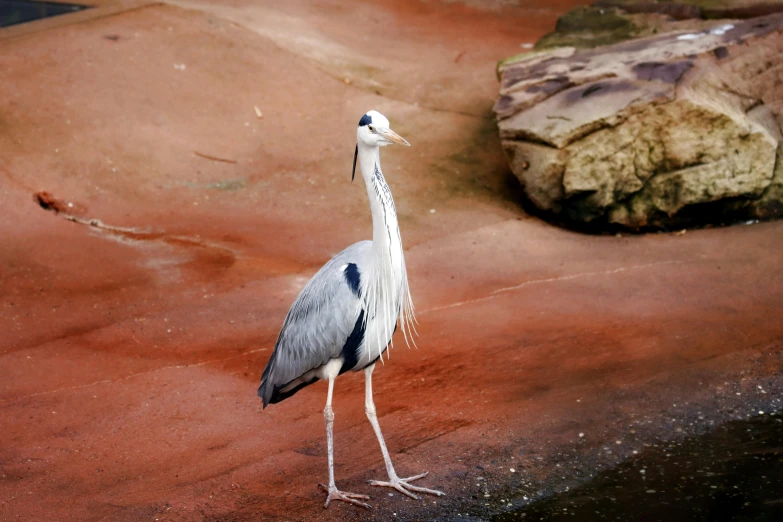 an image of a bird that is standing on the sand