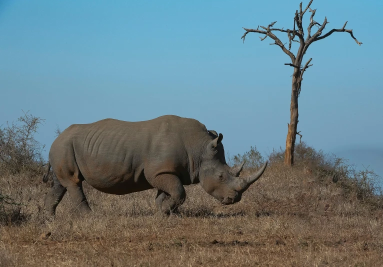 a rhino with no tusks walking along a dry field