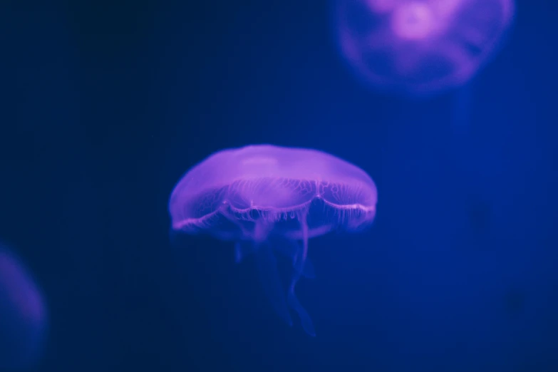 purple jellyfish swimming in water on black background