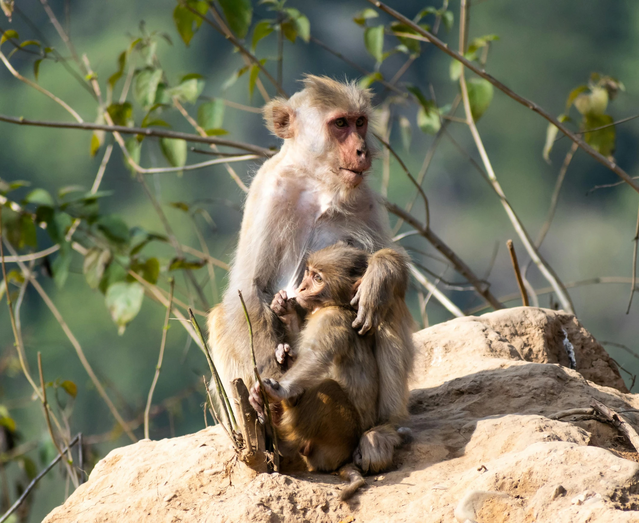 two monkeys sitting on top of a large rock