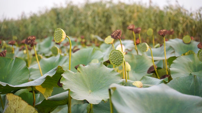 large group of green lotus flowers in front of some very tall grass