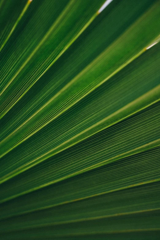 the back side of a palm tree leaf
