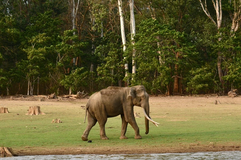 a single elephant standing in the grass by water