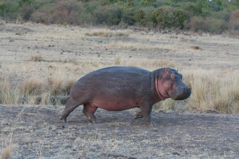 hippopotamus walking in a dry, grass field