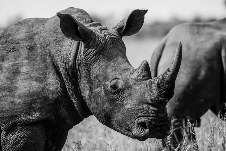 a rhino and rhinoceros that are standing in the grass