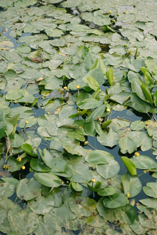 water lily leaves floating in a small pond