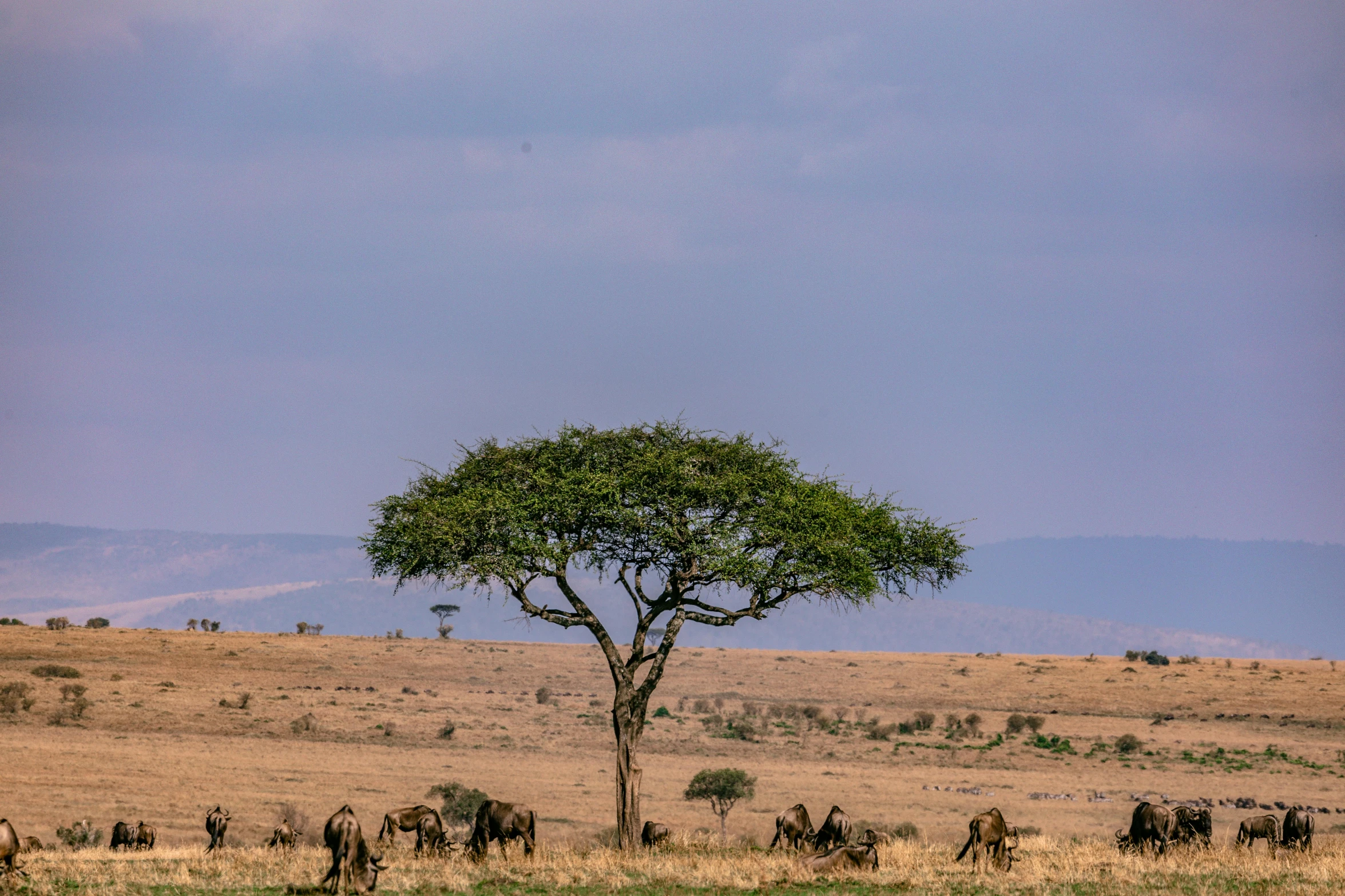 an elephant and ze are grazing under a tree