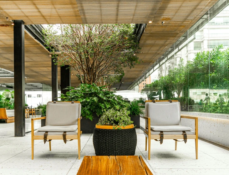 several chairs on a concrete floor next to a potted tree