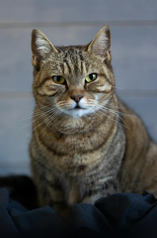 this cat is looking forward with eyes wide open