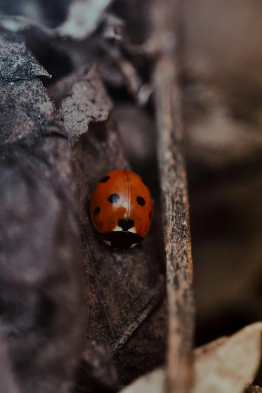 a little red bug crawling up into a leaf