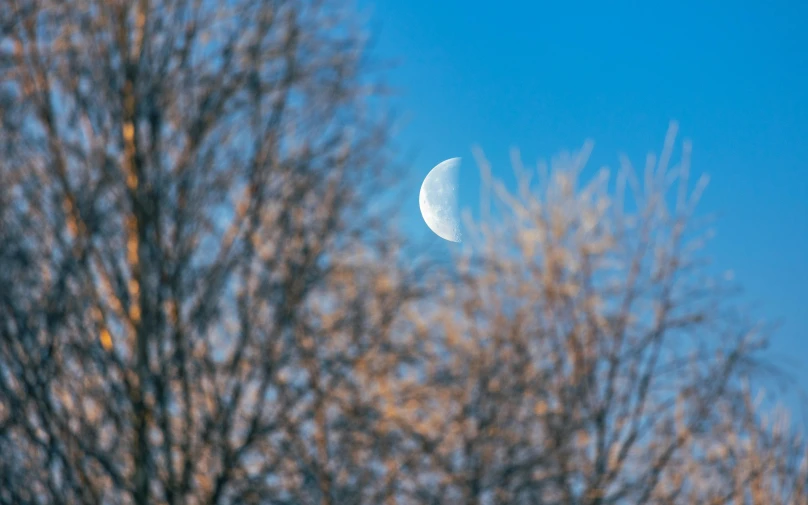 the moon and trees against a blue sky