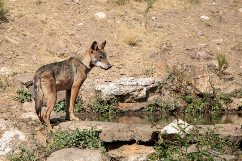 a dog is standing on some rocks by the water