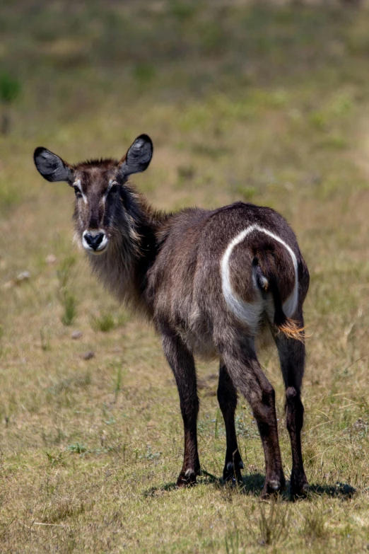 a baby goat is standing in the grass