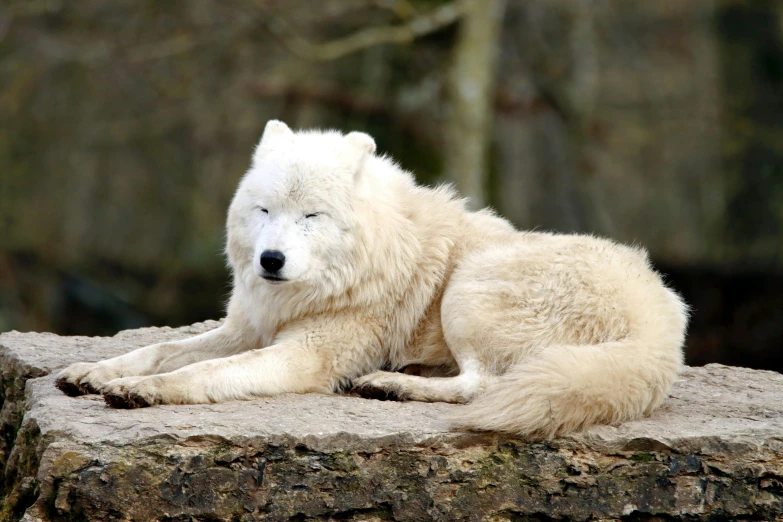 a white polar bear laying on top of a rock