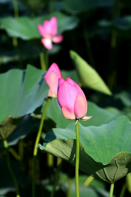 two flowers that are pink in the water