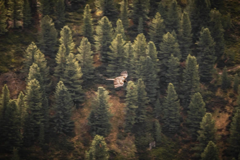 an owl flying over many trees from above