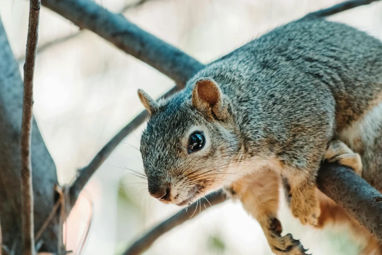 a squirrel sitting on top of a tree nch