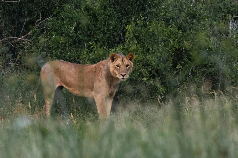 a very large animal standing on a lush green field