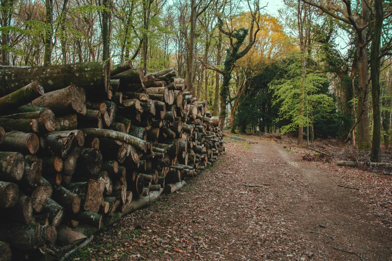 a line of trees with cut logs at the end of the road