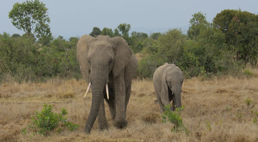 two elephants in the savannah looking for food