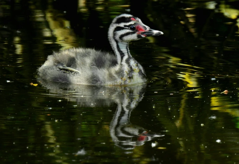 a duckling floating on top of water