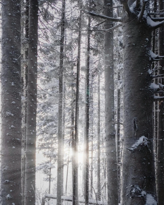 sun shining through the trees in a snowy forest