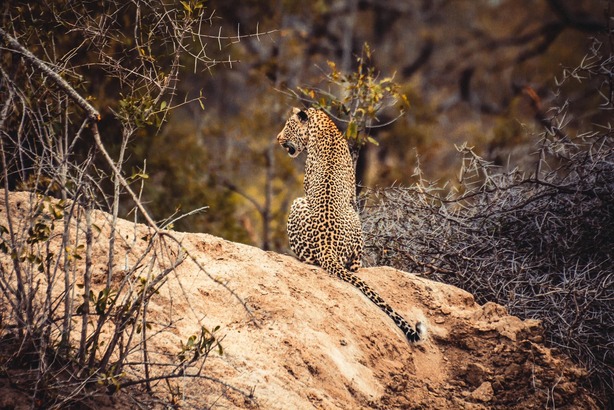 a large, young leopard walking up a very small rock