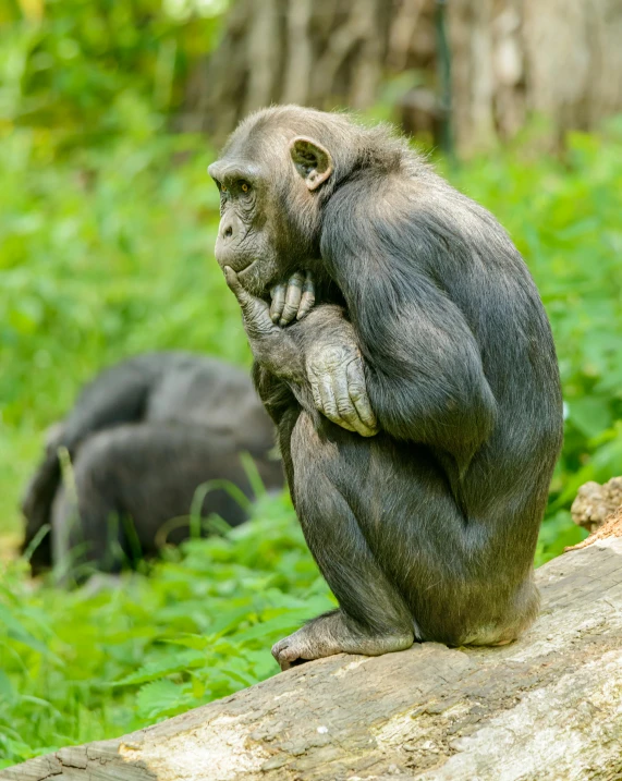 a monkey sits on a log in the forest