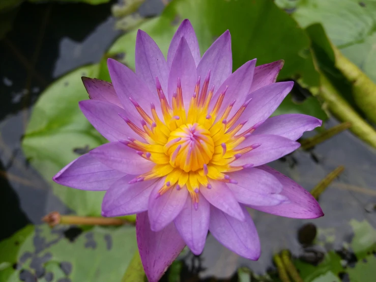 a purple flower with yellow center and green leaves