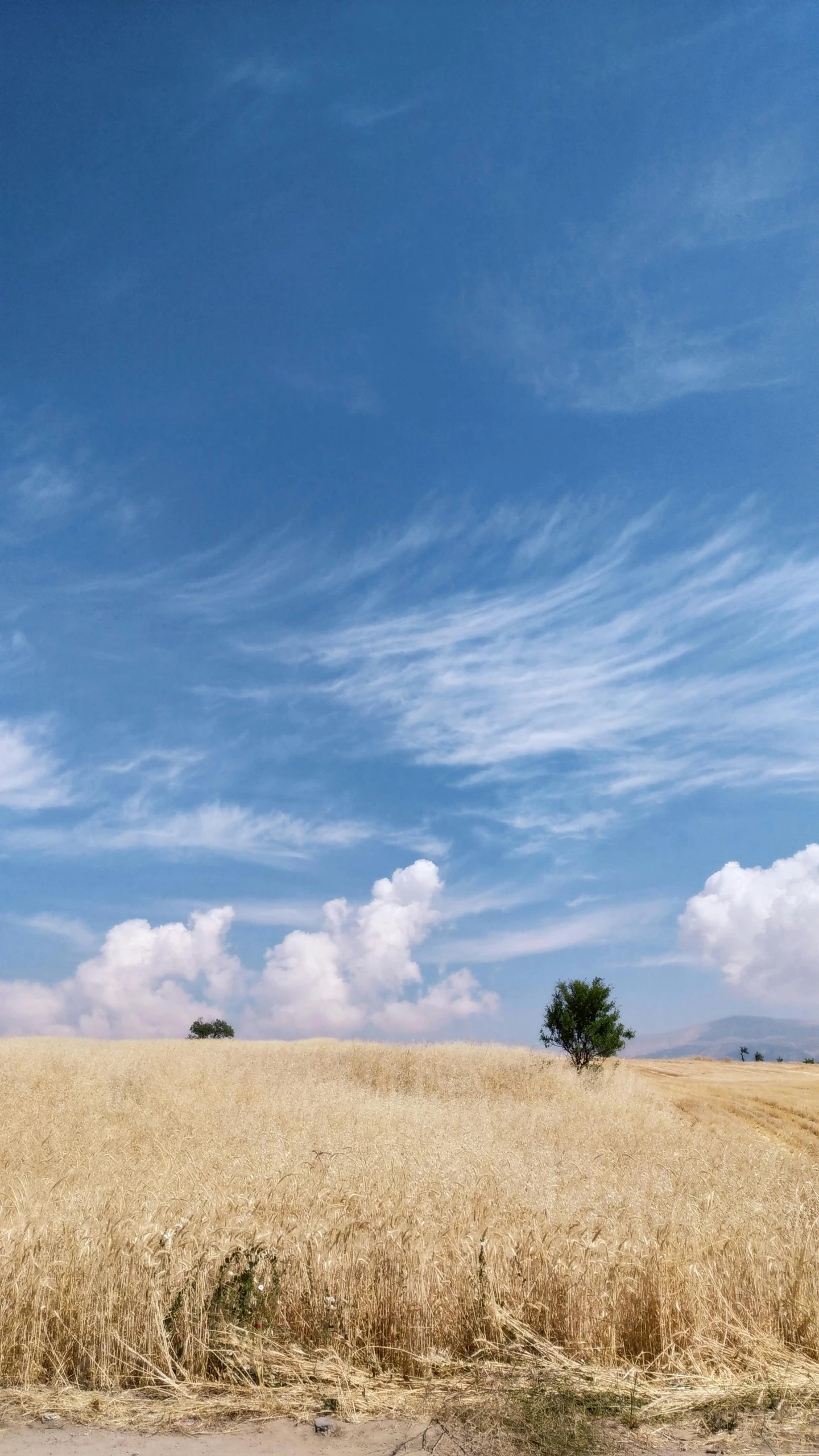 two giraffes are standing in the tall grass