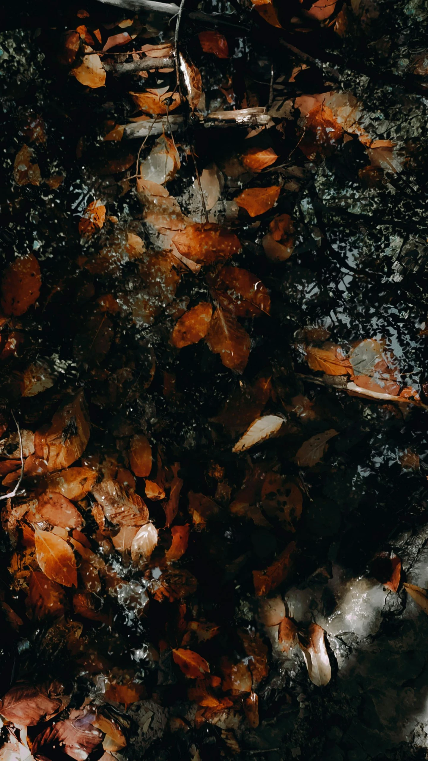 an image of the leaves floating in water