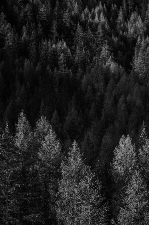 a black and white po of a forest